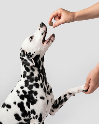 Fur & Skin alimento complementar para cães para um pelo bonito e uma pele saudável Oggo 180 g - 6