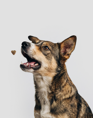 8 em 1 Complex alimento complementar multivitamínico para a saúde e energia do cão Oggo 180 g - 6