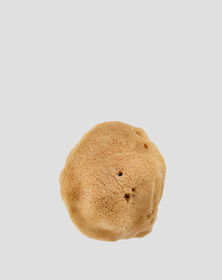 Esponja natural marinha castanha 9,5 cm 02F hipoalergénica e antibacteriana Hhuumm_3 - 3