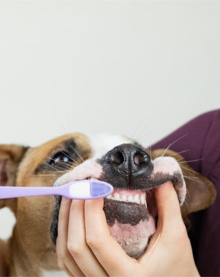 A pasta de dentes de coco e banana para cães neutraliza o odor e remove o tártaro Auna For Fauna 30 ml - 2